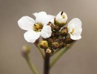 crambe d'abyssinie